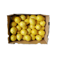 Yellow Lemon 100pcs 1 Carton